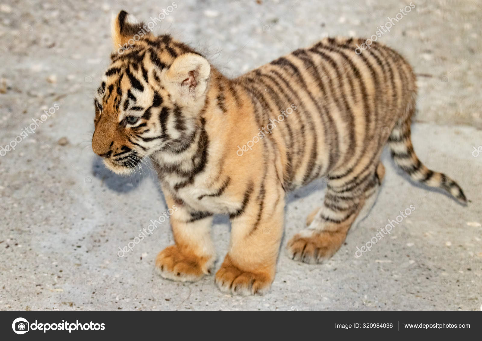 Cachorro Tigre Recién Nacido Zoológico Cerca — Foto de stock