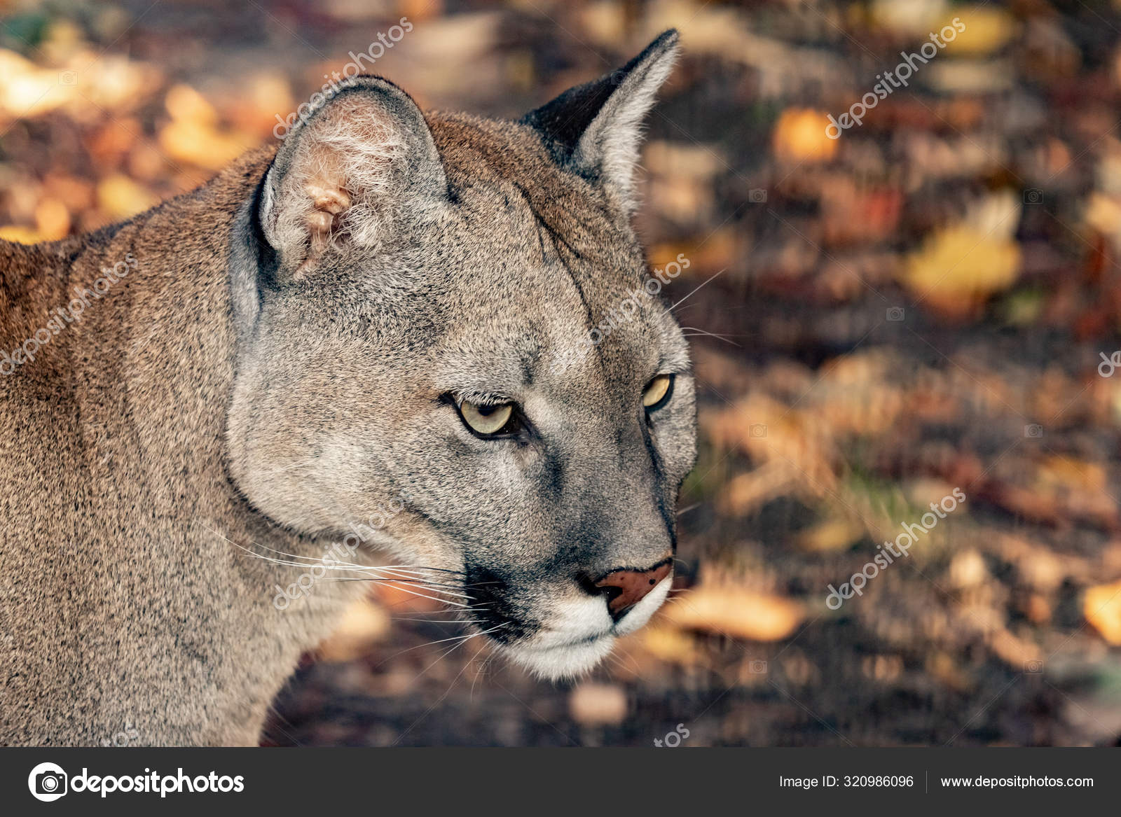 puma afrique