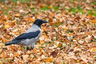 Düşen izinlerle parkta büyük gri bir karga yürüyor..