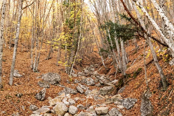 Μεγάλο Φαράγγι Της Κριμαίας Ραβίνε Στο Δάσος Καλυμμένη Πέτρες Φθινόπωρο — Φωτογραφία Αρχείου