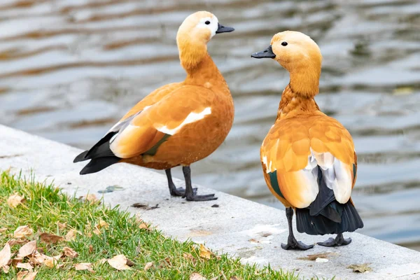 Deux Ogar Canard Rouge Sur Rive Lac Dans Gorky Park — Photo