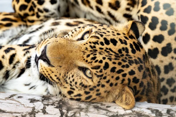 Leopardo Agraciado Yace Tronco Jaula Zoológico Cerca —  Fotos de Stock