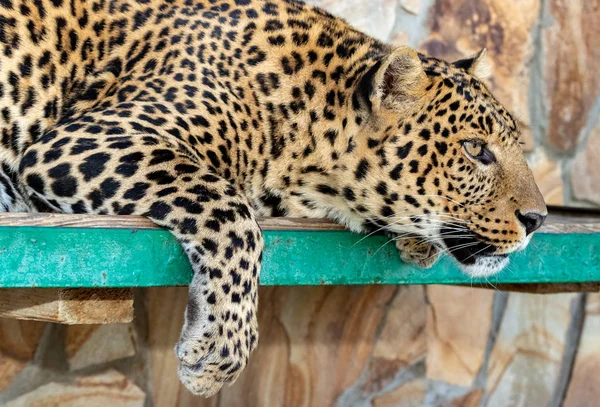 Elegante Leopardo Yace Una Jaula Cubierta Del Zoológico Pata Colgando —  Fotos de Stock