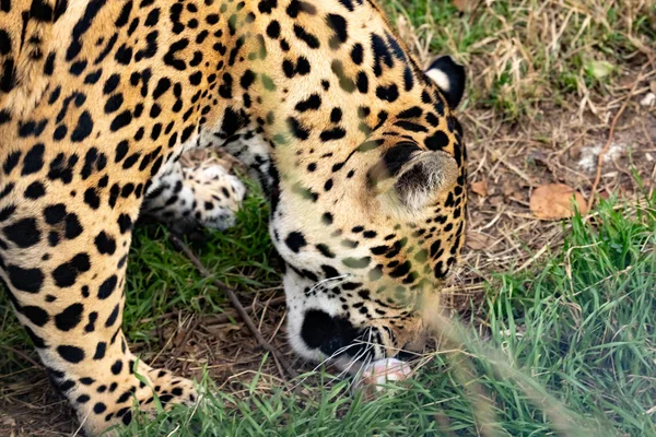 Jaguar Sniffs Piece Meat Grass Close — Stock Photo, Image