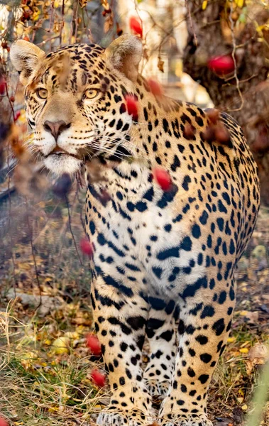 Jaguar Grasuje Zaroślach Close — Zdjęcie stockowe