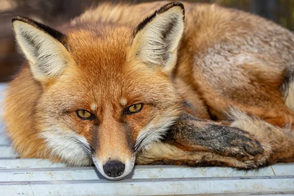 Red Fox topun içinde kıvrılmış yatıyor. Yakından.