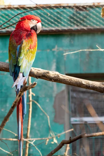 Röd Och Blå Papegoja Gren Zoo Profile — Stockfoto