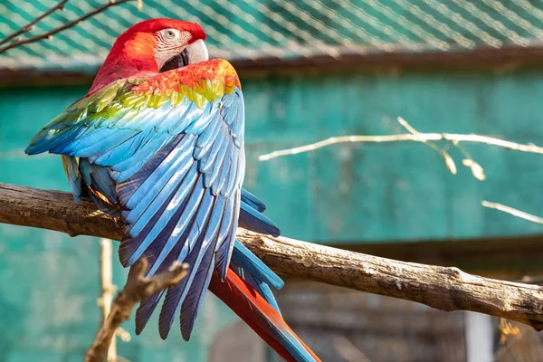 Ein Rot Blauer Ara Papagei Auf Einem Ast Zoo Hat — Stockfoto