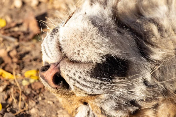 Testa Della Tigre Sdraiata Sulla Schiena Chin Close — Foto Stock