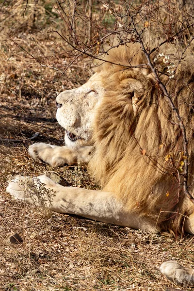 the white lion sleeps on the ground.close up.