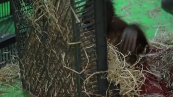 Joven Orangután Juega Con Una Caja Plástico Zoológico — Vídeo de stock