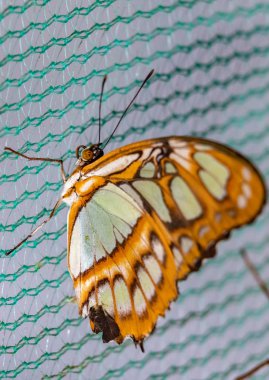 Tropik kelebek Biblis (Cethosia Biblis)