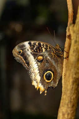 Tropik kelebek Atreus (Caligo Atreus)