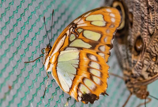 Borboleta Tropical Biblis Cethosia Biblis — Fotografia de Stock