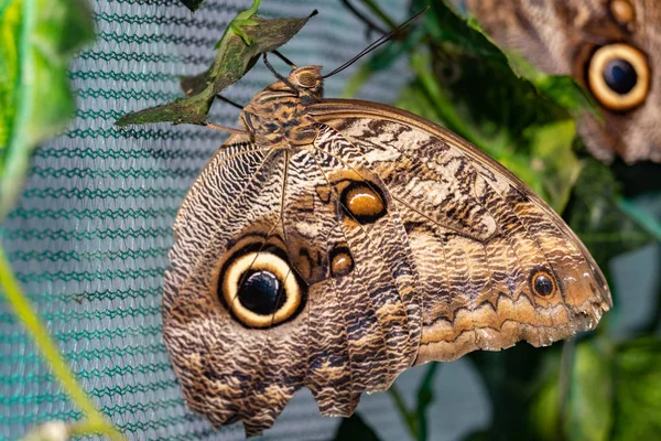 Papillon Tropical Caligo Hibou Papillon — Photo