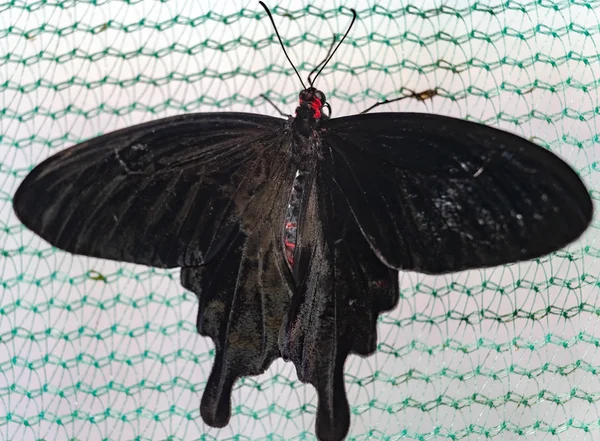 Papillon Tropical Kotzebue Pachliopta Kotzebuea — Photo