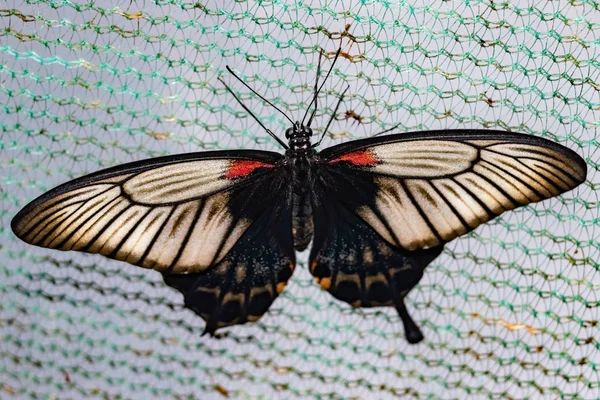 Motyl Tropikalny Lovi Papilio — Zdjęcie stockowe