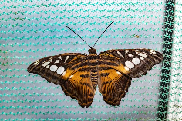 Τροπική Πεταλούδα Sylvia Parthenos — Φωτογραφία Αρχείου