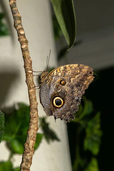 Tropický Motýl Caligo Motýl Soví — Stock fotografie