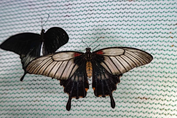 Papillon Tropical Poli Papilio Polytes — Photo