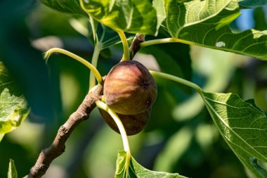 Bir dalda mor incir. Kapat.