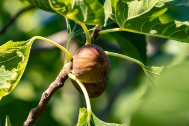 Bir dalda mor incir. Kapat.