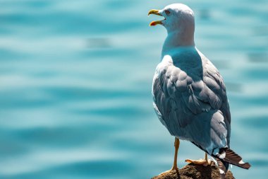 Güneşli bir günde gagası açık bir kayanın üzerinde oturan bir martı..