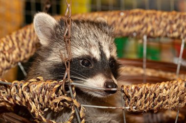 Rakun sepetten dışarı bakıyor. yüz yakın çekim