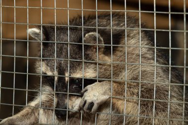 Kafesteki bir rakunun ağızlık sesi. Kapat..