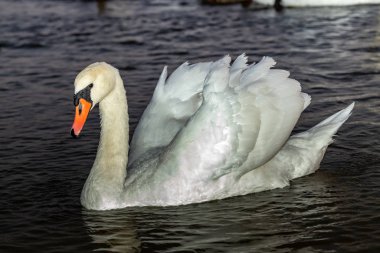 Beyaz bir kuğu gölün karanlık sularında yüzüyor. Yaklaş.