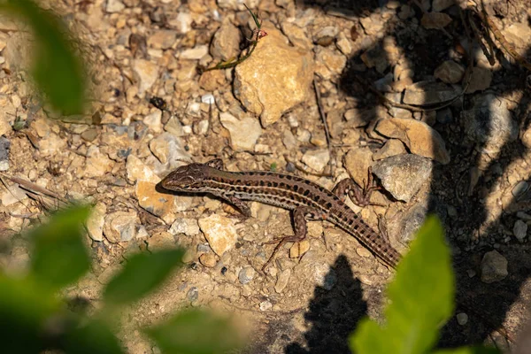 Pequeno Lagarto Marrom Comum Nas Rochas Dia Ensolarado — Fotografia de Stock