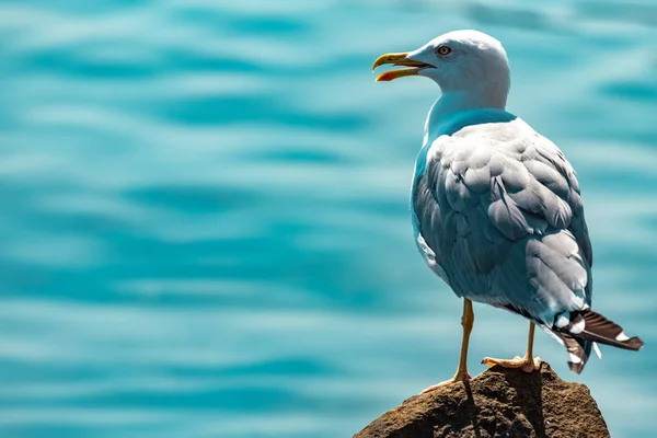 A Seagull sits on a rock with its wings spread on a Sunny day against the sea.