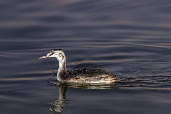 Butor Gris Flotte Sur Lac Botaurus Stellaris — Photo