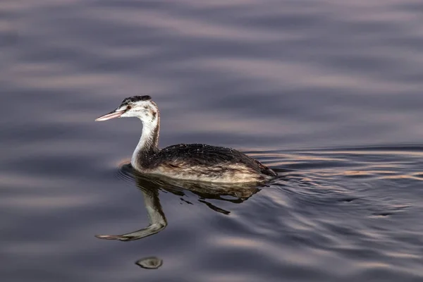 Butor Gris Flotte Sur Lac Botaurus Stellaris — Photo