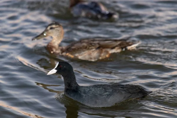 Zwart Bruin Eenden Zwemmen Zij Aan Zij Het Meer — Stockfoto