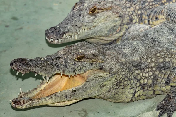 Siamese Crocodile Head Close — 스톡 사진