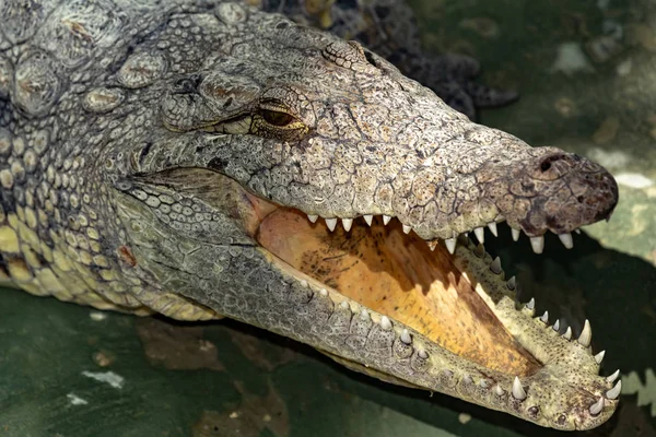 Siamese Crocodile Head Close — 스톡 사진