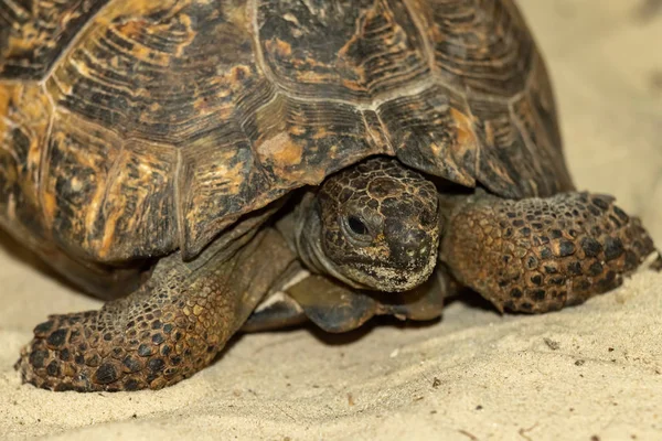 Центральноазіатська Степова Черепаха Піску — стокове фото