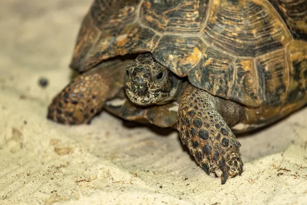 Central Asian steppe turtle on the sand.