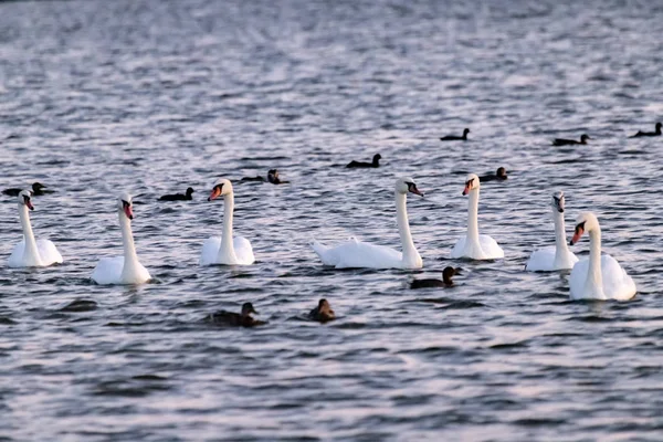 Troupeau Cygnes Blancs Canards Chauves Sur Lac — Photo