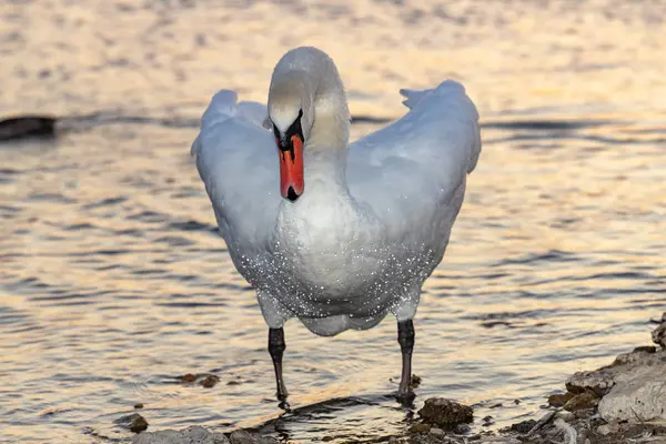 Een Witte Zwaan Stof Zich Aan Oever Van Het Meer — Stockfoto