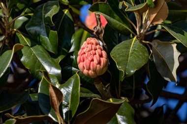 Pembe manolya meyvesi. Kapat..