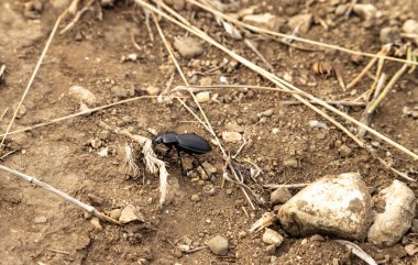 Büyük siyah bir böcek yerde sürünüyor..