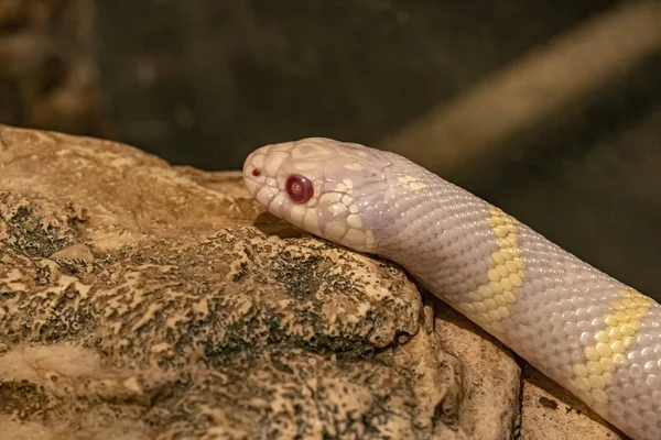 Βασιλικό Φίδι Sialowska Albino Σέρνεται Μια Πέτρα Lampropeltis Triangulum Sinaloae — Φωτογραφία Αρχείου