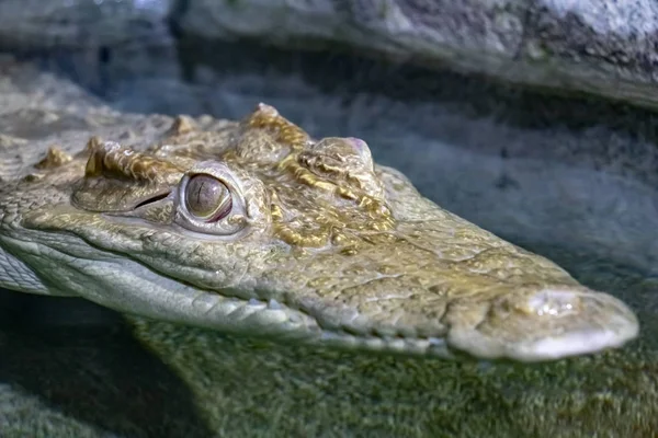 Huvudet Krokodil Vatten Med Stängd Mun Närbild — Stockfoto