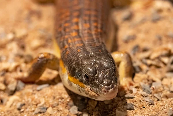 Groot Geplant Hazard Gerrhosaurus Major Close — Stockfoto