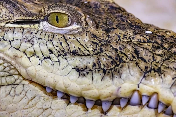 Closed mouth of a crocodile close up