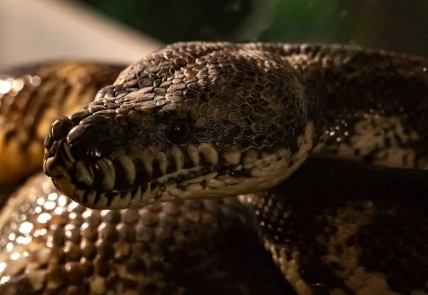 Halı pitonu. Morelia spilota variegata.