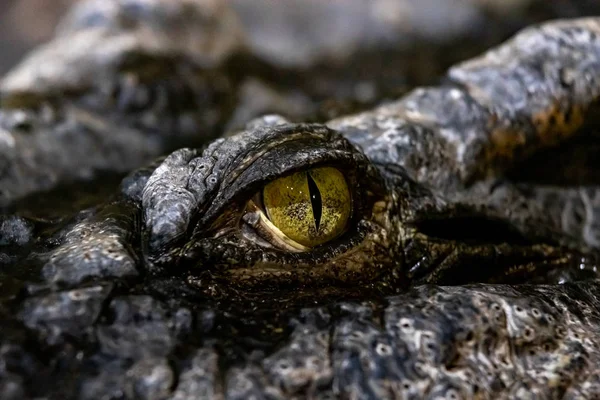 Крокодиловый Глаз Закрытый Над Головой — стоковое фото
