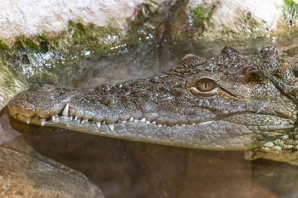 Huvudet Krokodil Vatten Med Stängd Mun Närbild — Stockfoto